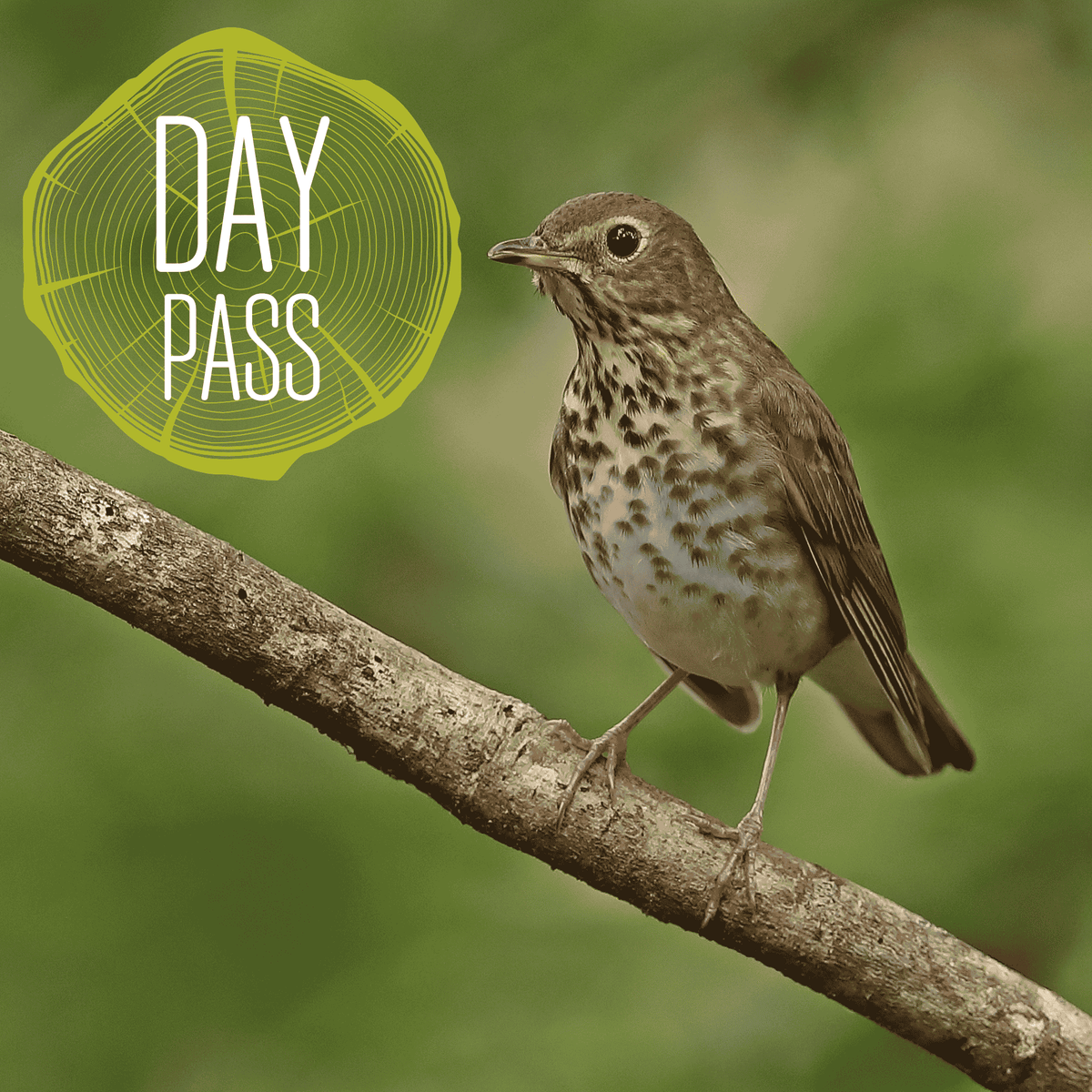 Early Bird Day Pass | Sat, 17 Oct | 9am-3pm