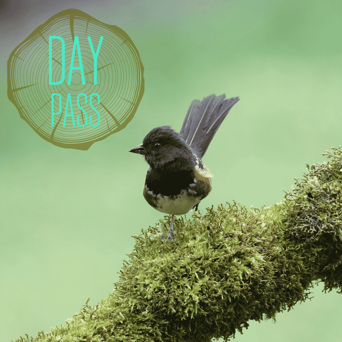 Early Bird Day Pass | Sun, 18 Oct | 3pm-9pm