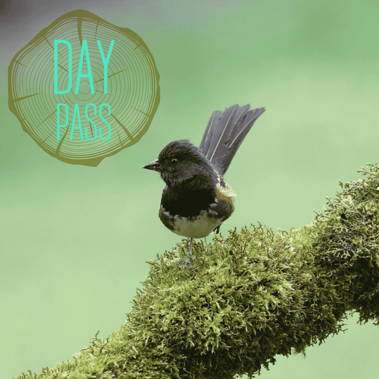 Early Bird Day Pass | Sun, 18 Oct | 9am-3pm