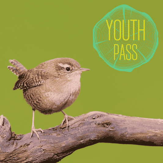 Early Bird Day Pass | Youth 13 & Under